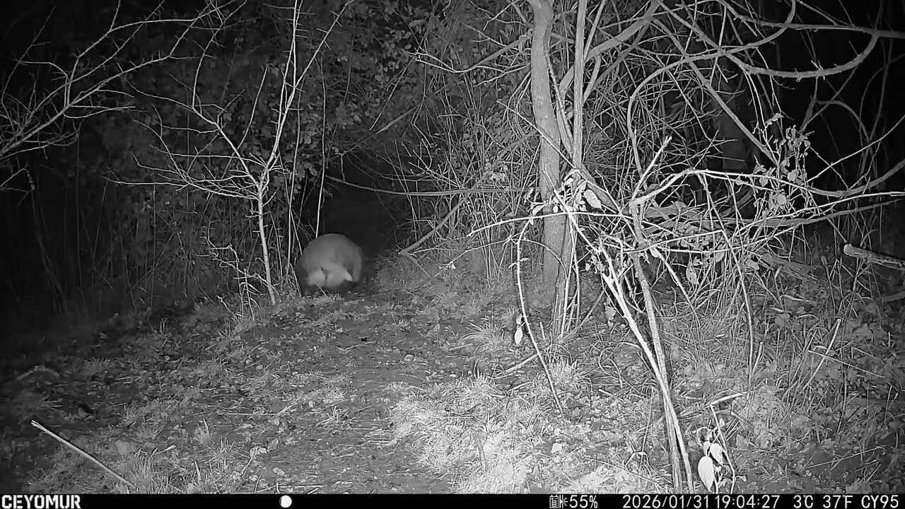 Yard Cam 2 - 31 Jan 2026