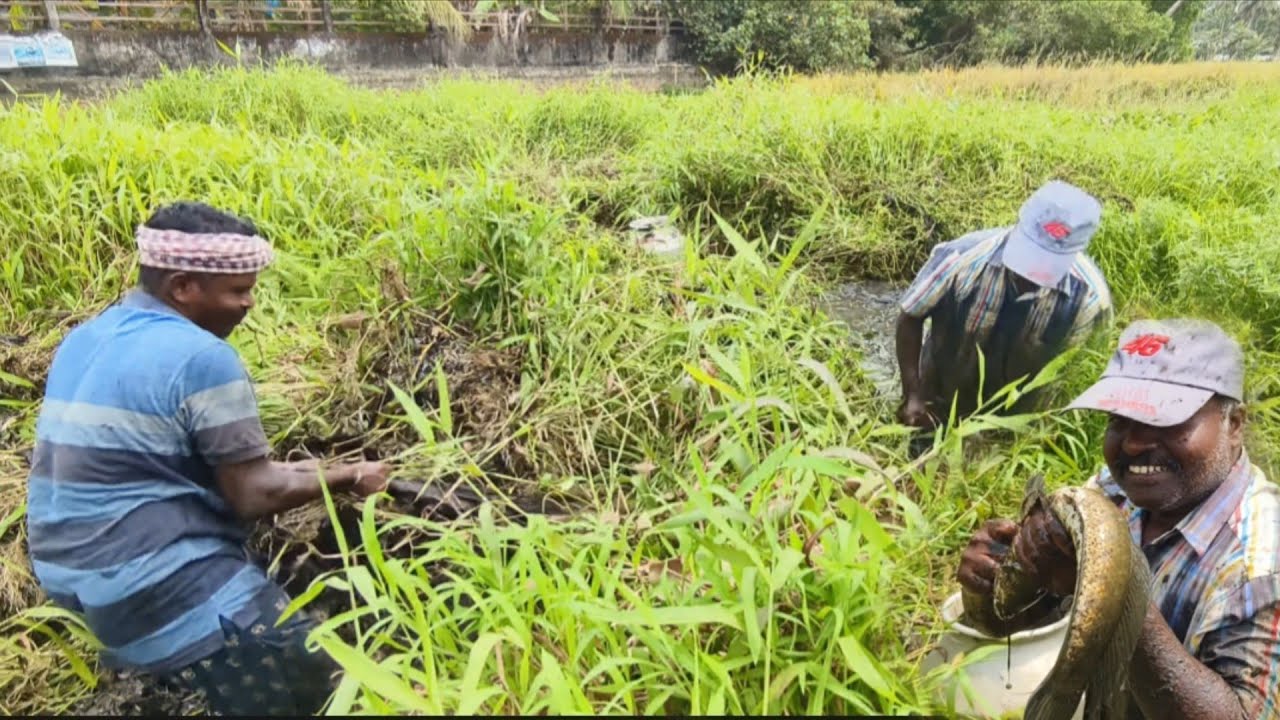 ഈ കടകൽ കുഴിയിൽ മരണ പണി പണിതിട്ടാണ് ഇത്രയും മീനെ ഞങ്ങൾ പിടിച്ചത്🐠|traditionalfishing|nadanfishinglife