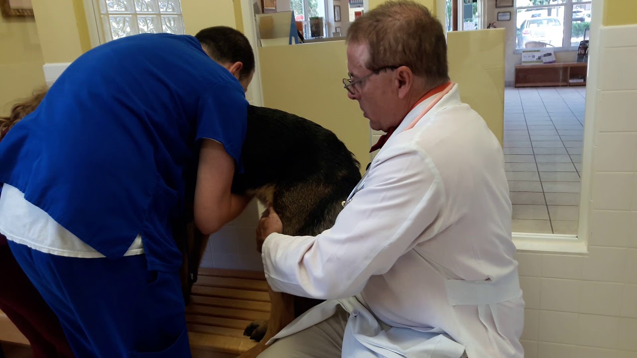 Hip Dysplasia and Elbow Dysplasia in a 2 year old GSD