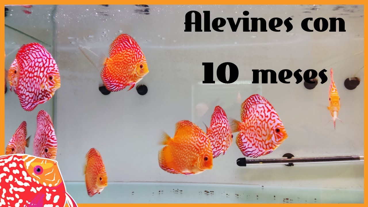 Engorde ALEVINES peces disco con 10 MESES | AQUARIS