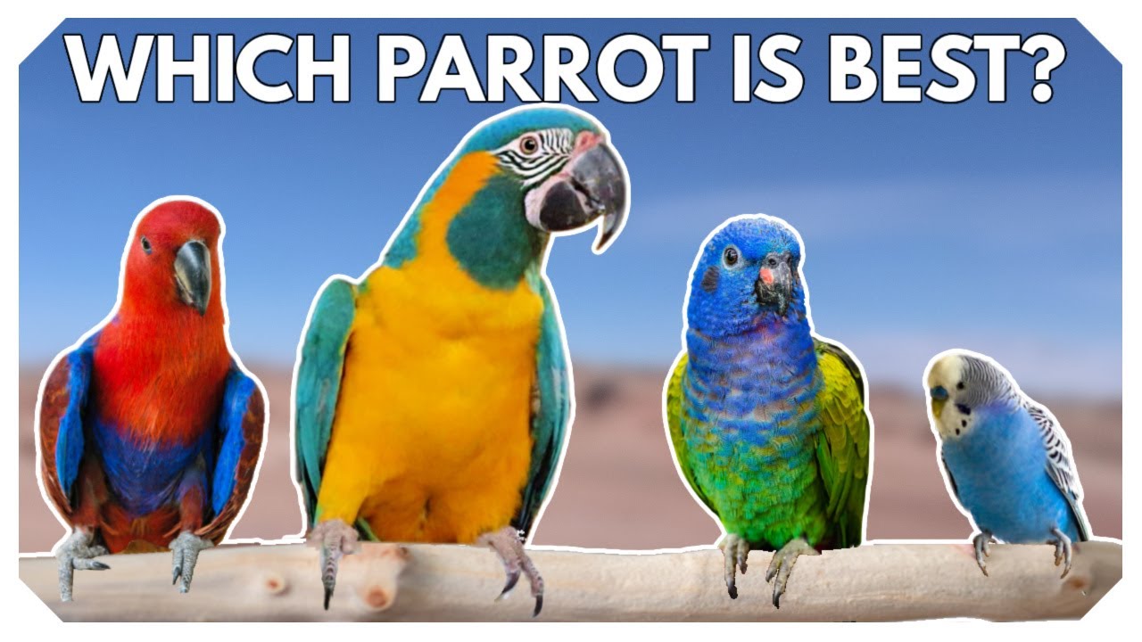 What's The BEST Parrot For Freeflight? 🐤🦜🐦