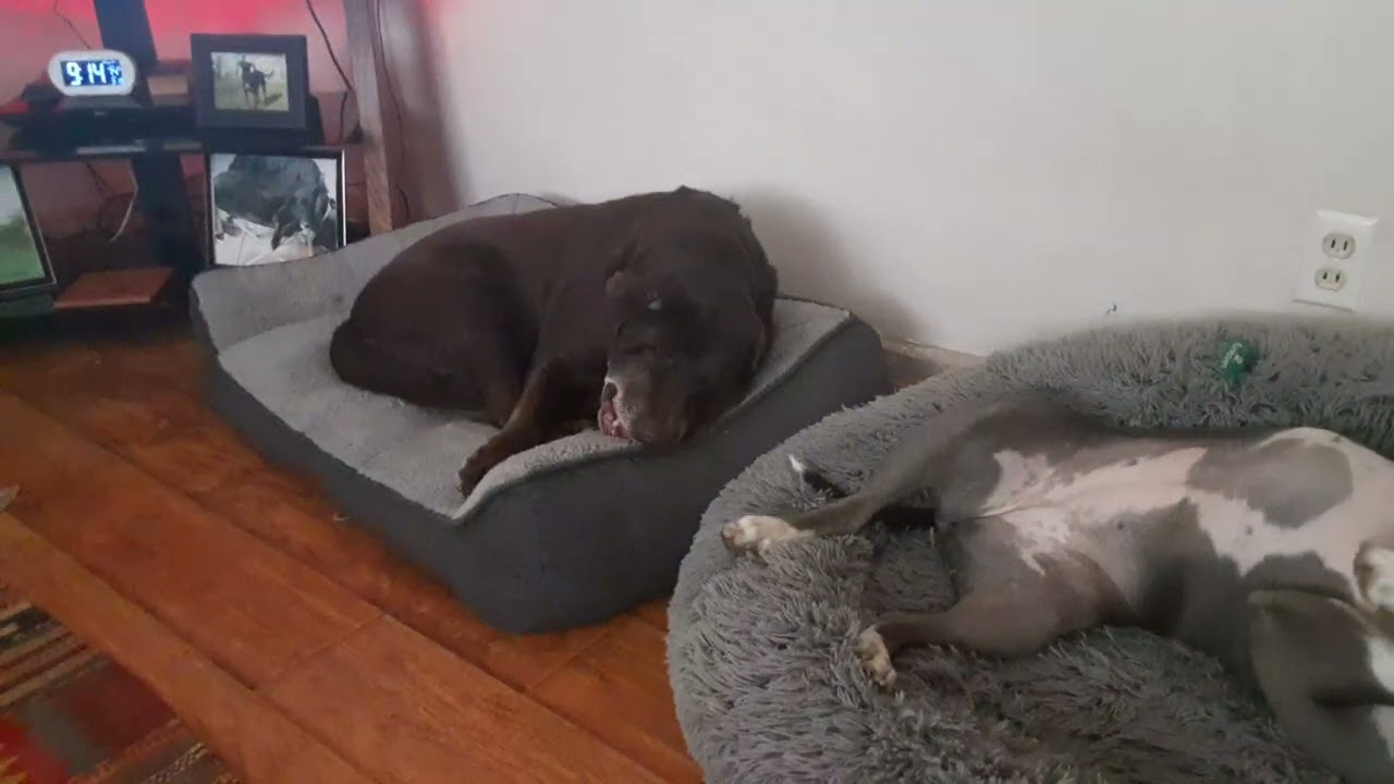 Gypsy n Raine ❤️🐾, this is an energetic am for both, Holly ignoring them