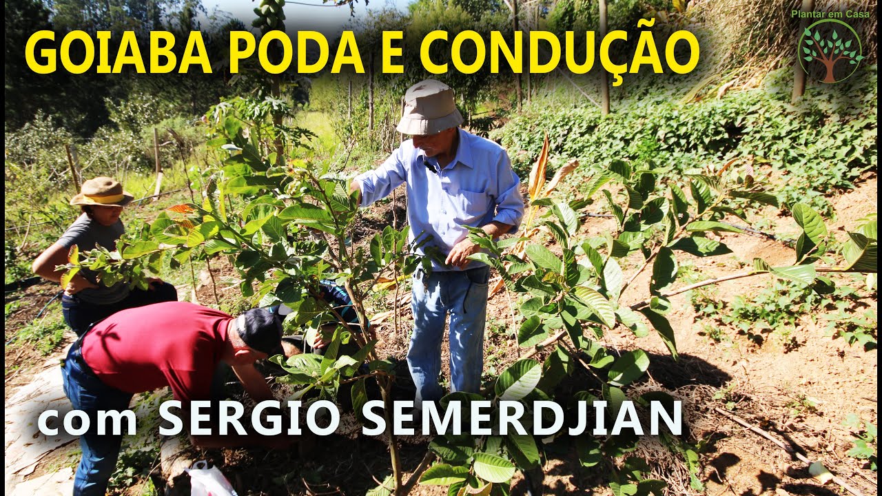 Goiabeira Poda e Condução com Sergio Semerdjian no Plantar em Casa