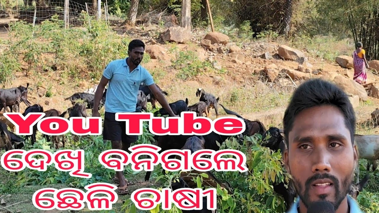 Youtube ଦେଖି ବନିଗଲେ ଛେଳି ଚାଷୀ #Goat farming success news#Daringbadi Goat farming news #Youtubeodisa 
