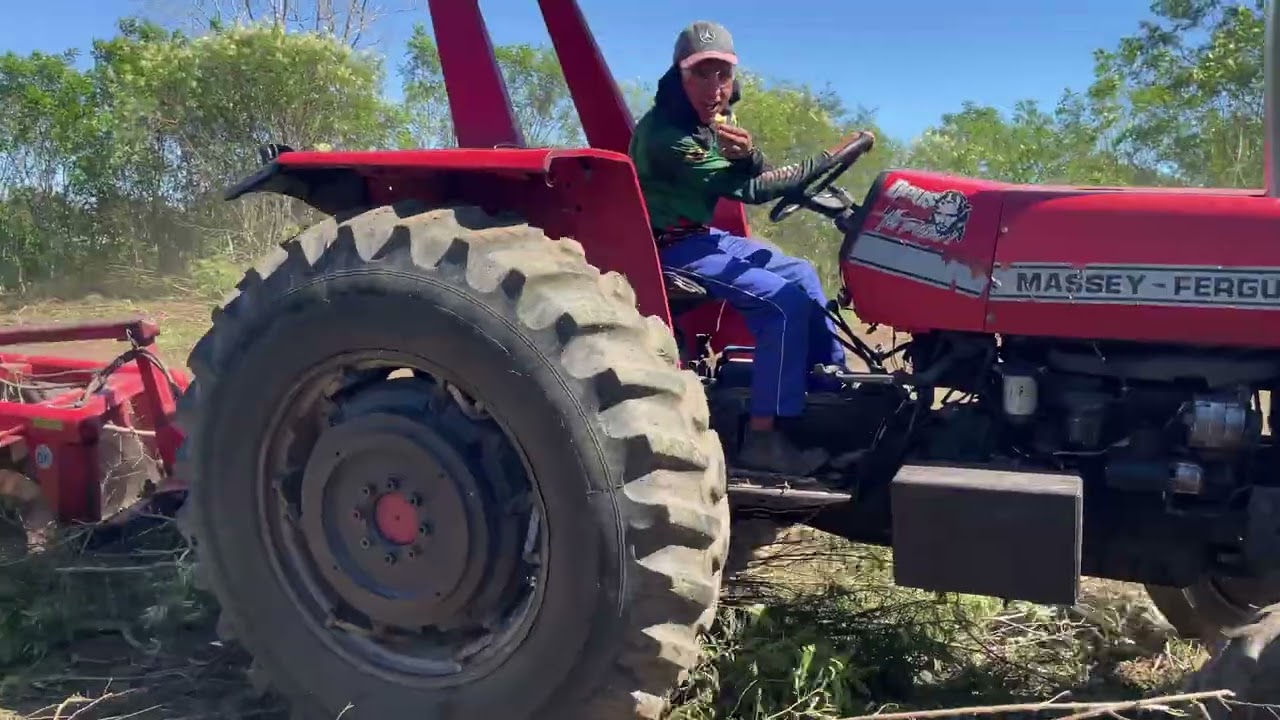 Pai e filho botando furando nas amorosas com a grade do trator MF290 no sitio caraubas