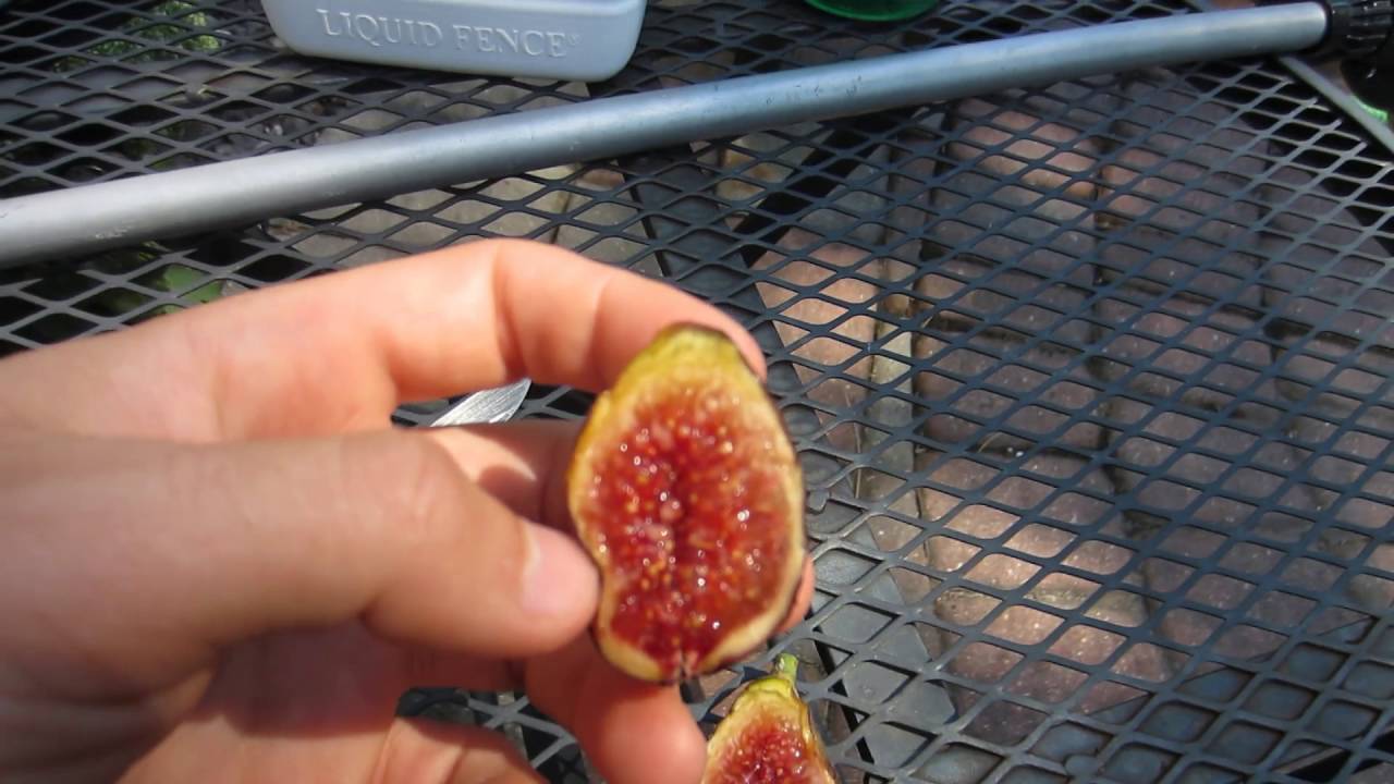Fig Variety Tasting: Azores Dark