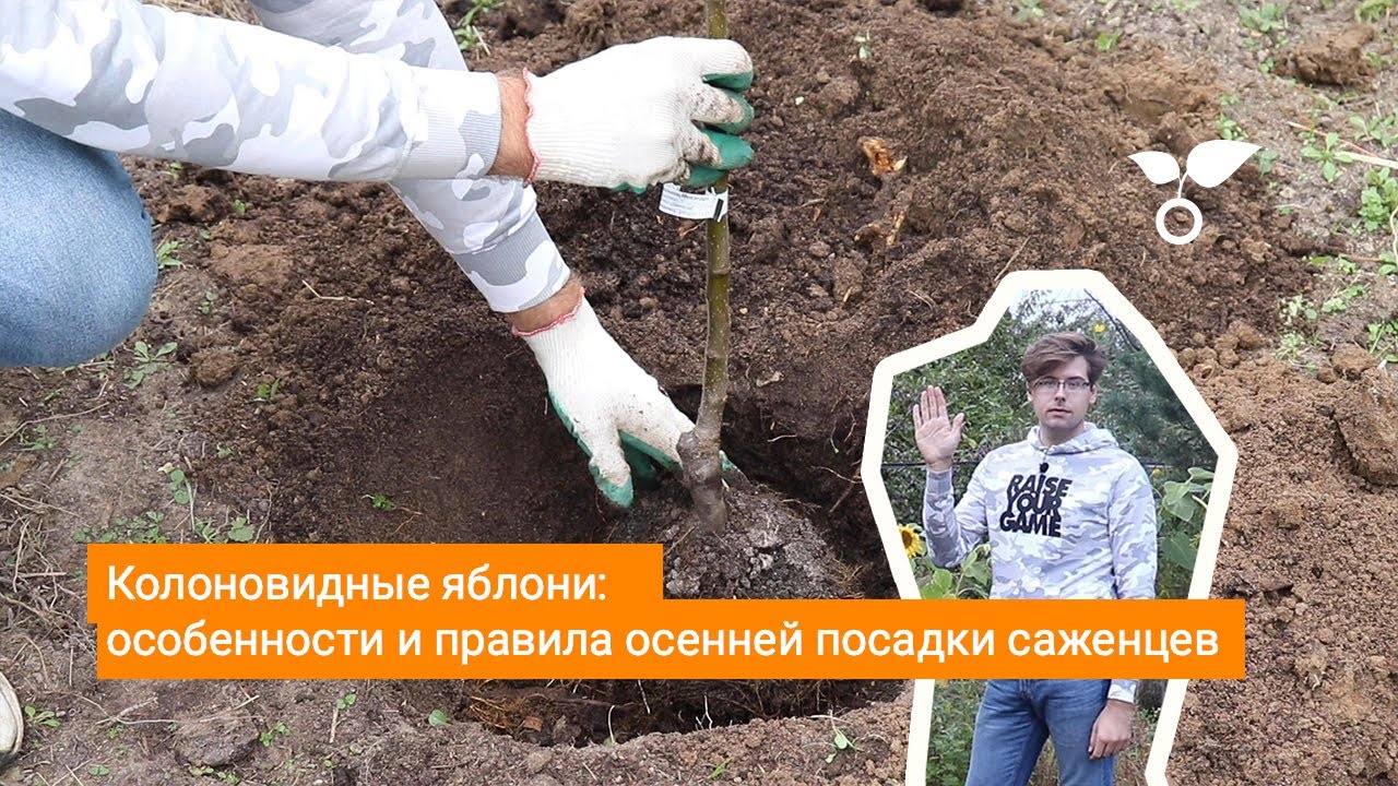 Колоновидные яблони: особенности и правила осенней посадки саженцев