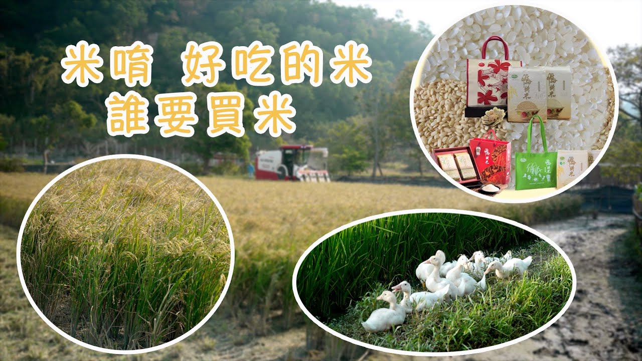 【苗栗苑里】米唷 好吃的米 誰要買米 頭都洗下去了 難道還放棄嗎 |有機無毒 |美麗心台灣(448-3)    #美麗心台灣  #苑里  #稻鴨庄 #鴨間稻 #米 #林翠蓮 #蕭明宏  #自然農法
