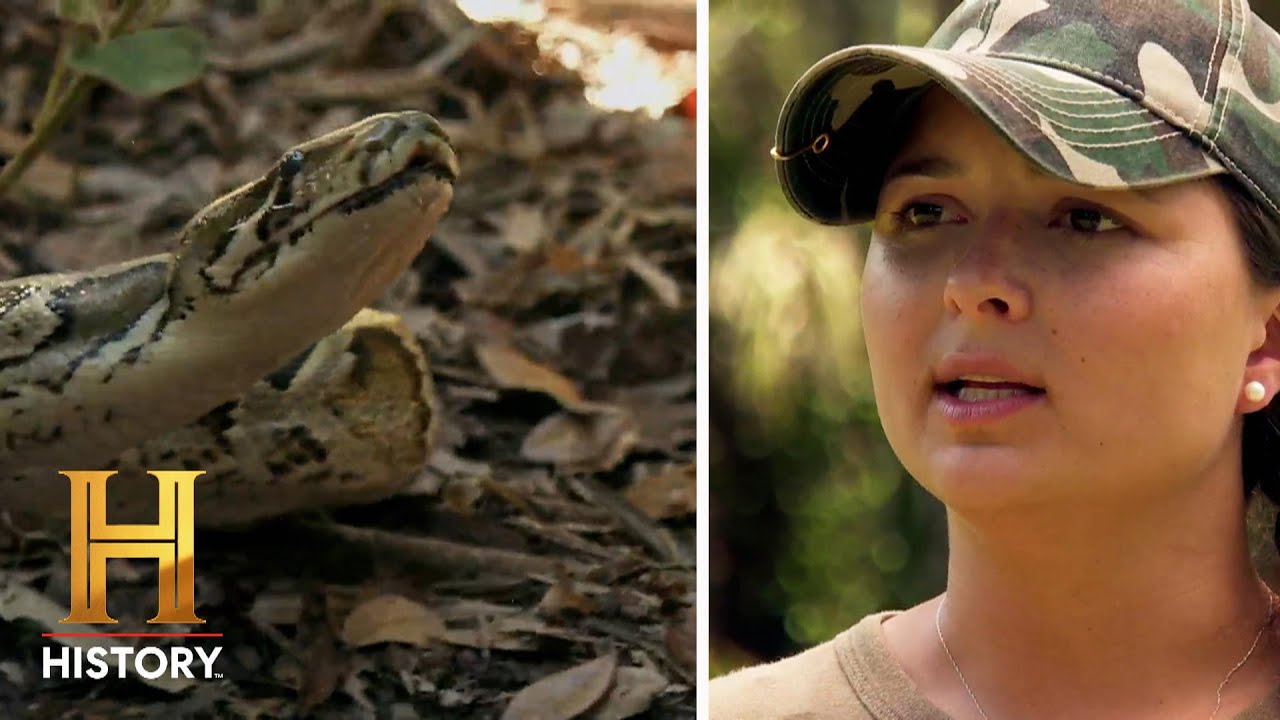 SNAKE JACKPOT Discovered in the Dead Zone | Swamp People: Serpent Invasion (S3) | History
