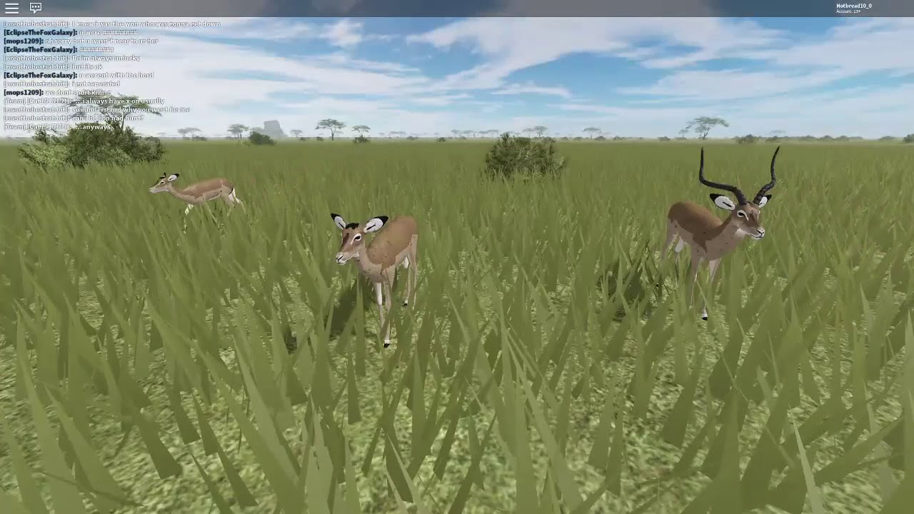 Life of an impala herd[Wild Savanah's testing A on roblox]