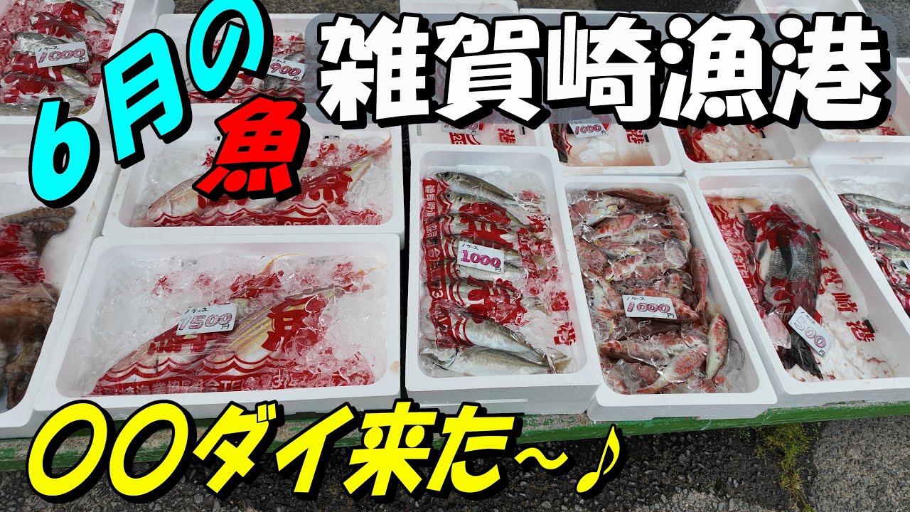 【雑賀崎漁港】６月の平日　見慣れない鯛がたくさん揚がっていました。少し硬い身質ですが、美味しくいただきました。