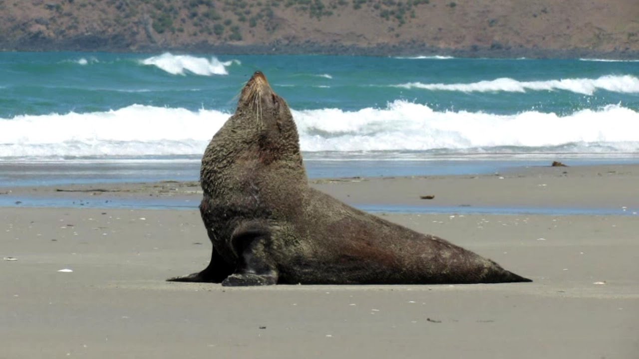Coastal Wildlife New Zealand