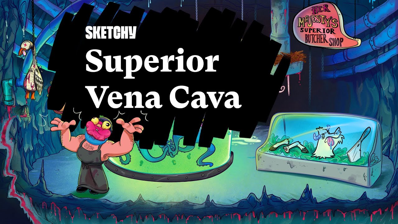 Superior Vena Cava and Its Functions (Part 1) | Anatomy | Sketchy Medical | USMLE Step 1