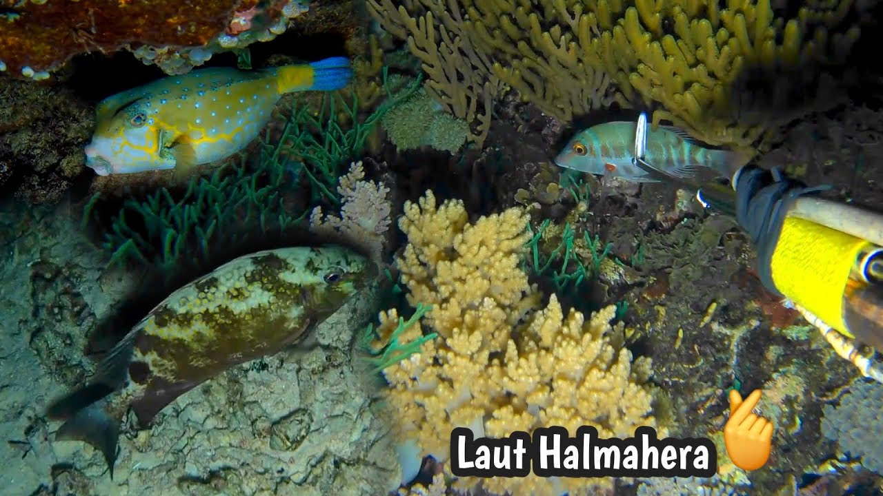 Halmahera Barat🫰NIGHT SPEARFISHING
