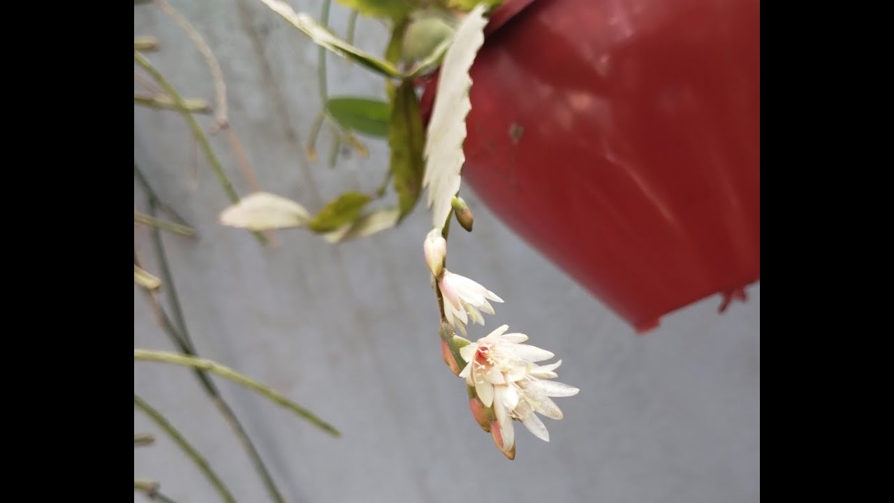 lepismium houlletianus, capítulo 105 de cactusycrasasHC