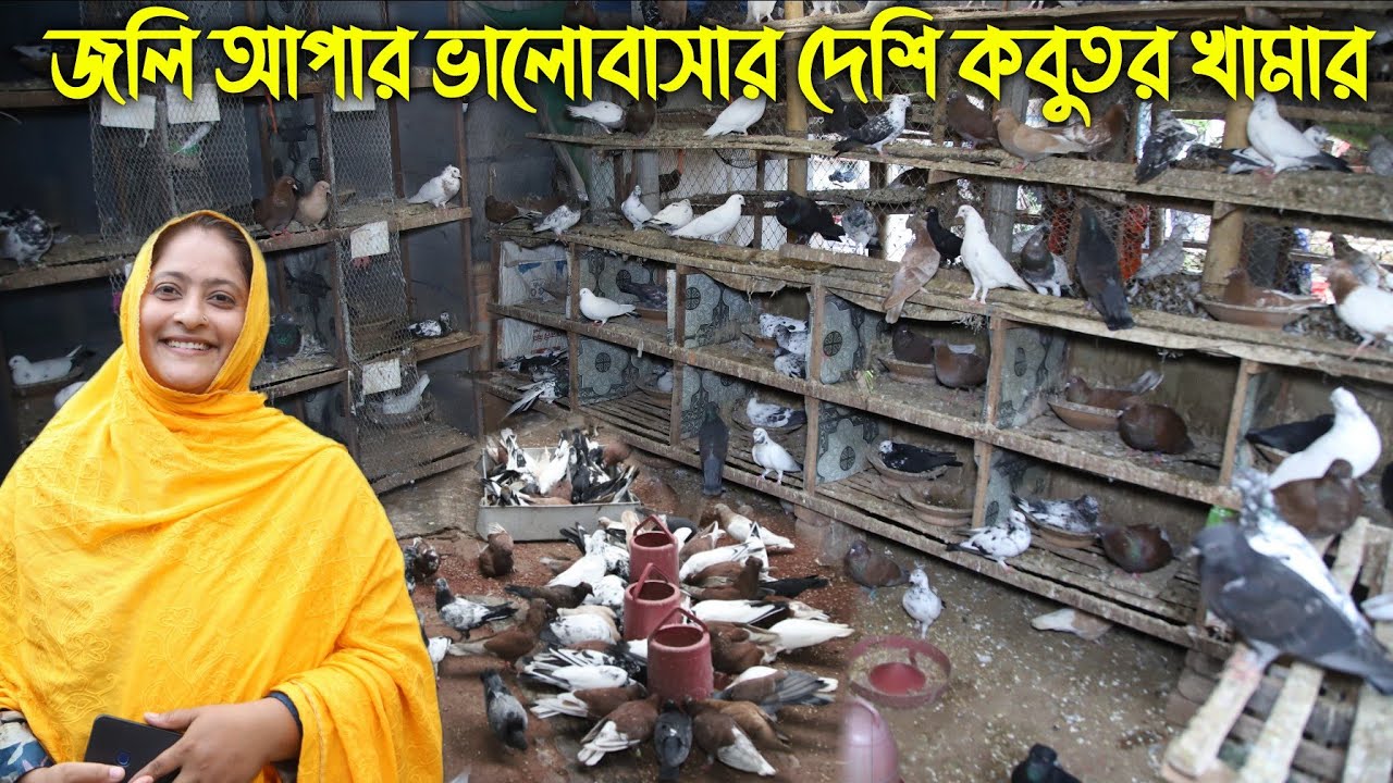দেশি কবুতর পালনে দিন বদলেছে জলি আপার।#দেশি_কবুতর #কবুতর #kobutorpalon #কবুতর_পালন #pigeon #জলিআপা