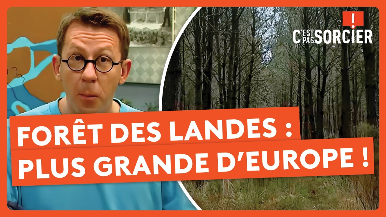 La forêt des Landes : La plus grande d’Europe ! - C'est pas sorcier