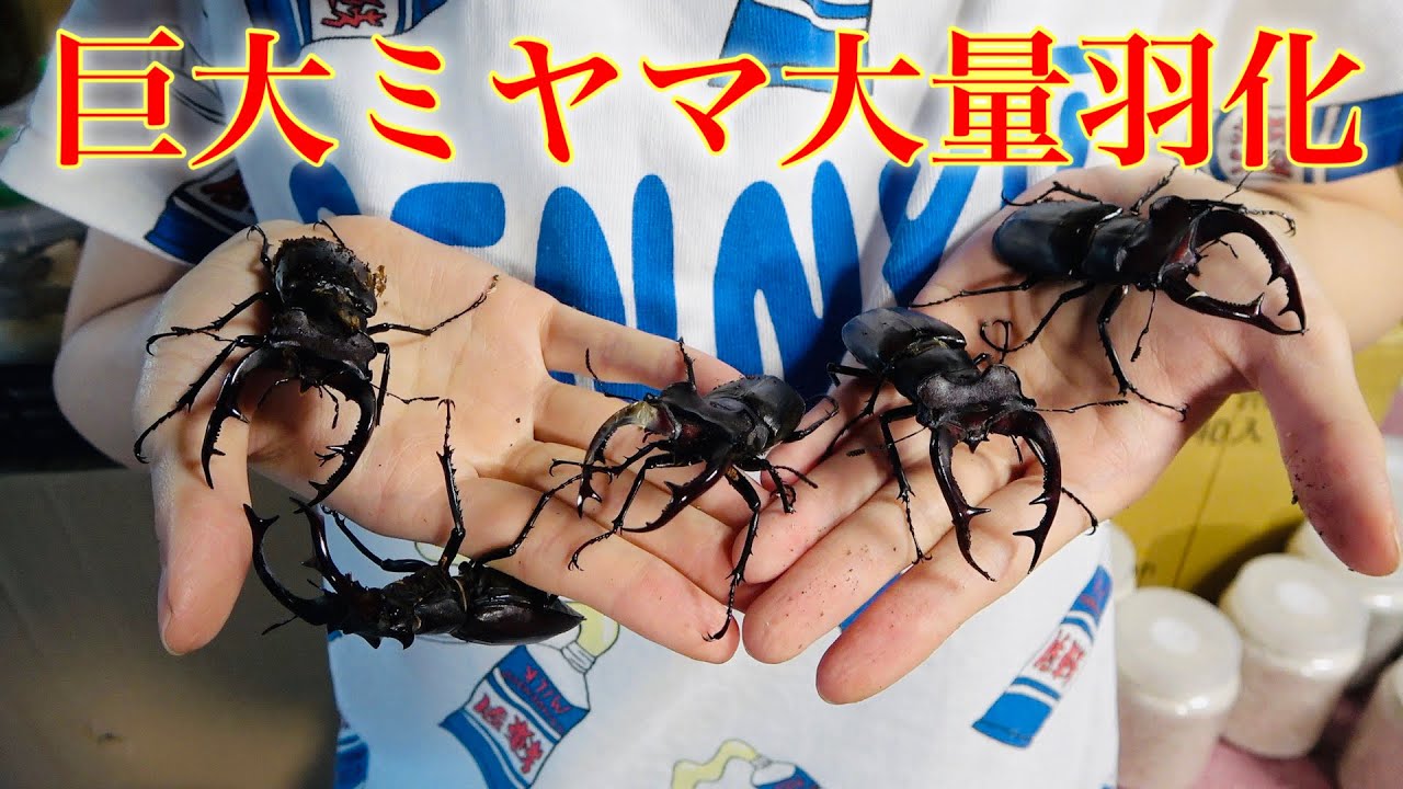 ２年以上経過した特大ミヤマを拝む時がきました