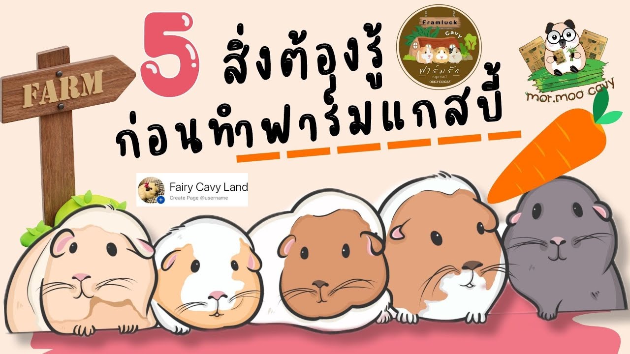 เลี้ยงแกสบี้สร้างรายได้ 