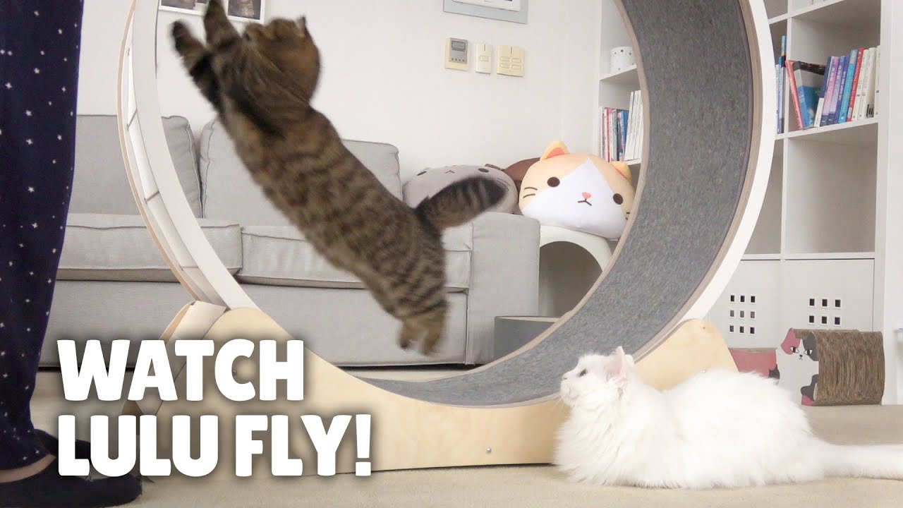 Беги ЛуЛу Беги! Экстремальная Тренировка На Кошачьем Колесе! | Kittisaurus