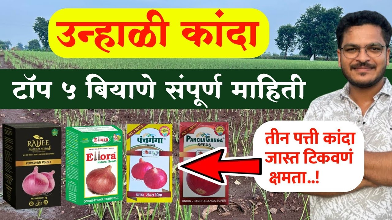रब्बी / उन्हाळी कांदा टॉप कांदा बियाणे🔥 Unhali Kanda Top biyane