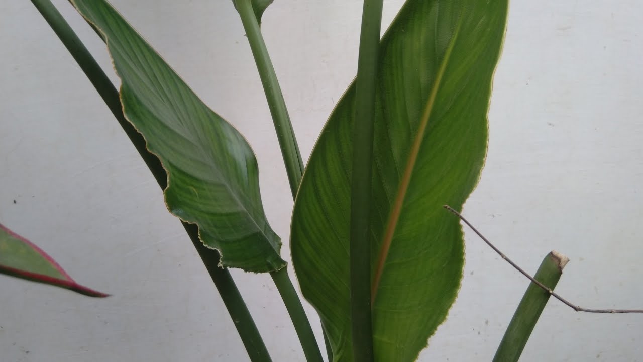 Bird of Paradise plant care# Bird of Paradise# crane flower