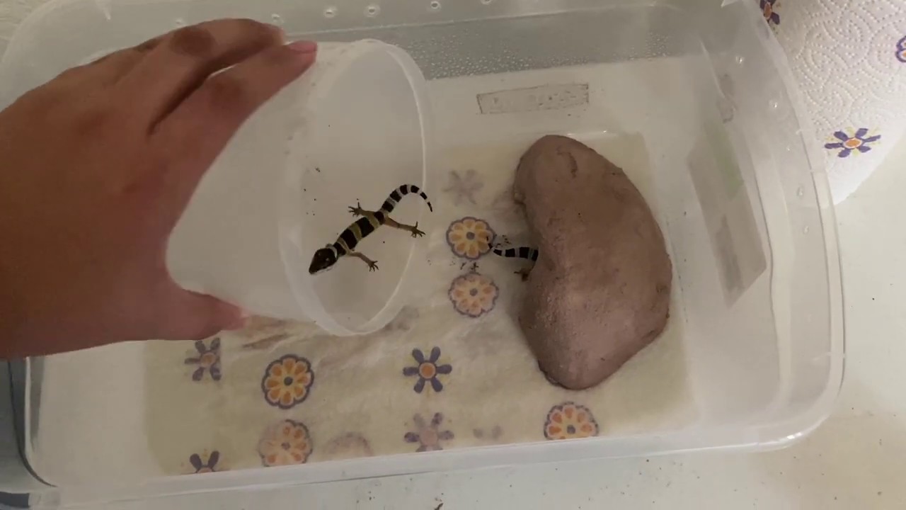 CUIDADOS para CRIAS de GECKO LEOPARDO