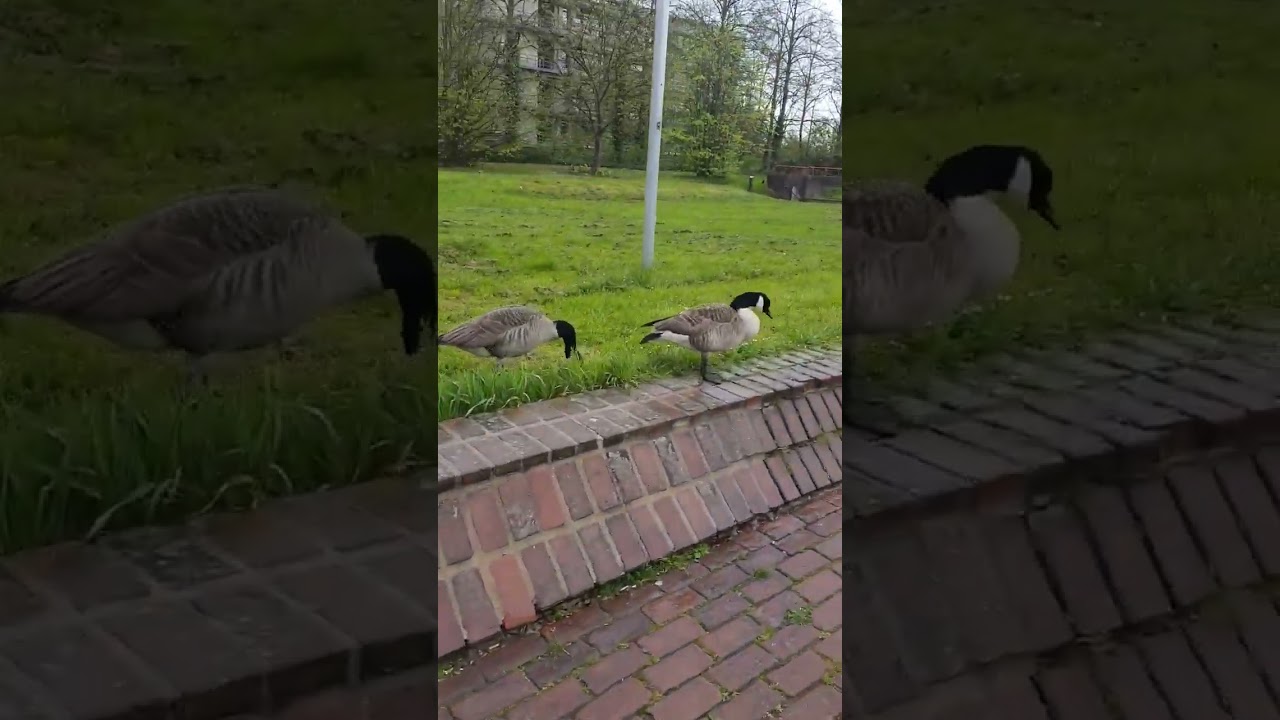 🦆 Come study with us, we have birds on campus! #hhu