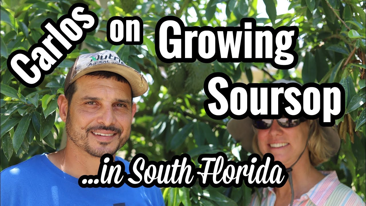 Carlos on Growing Soursop in South Florida