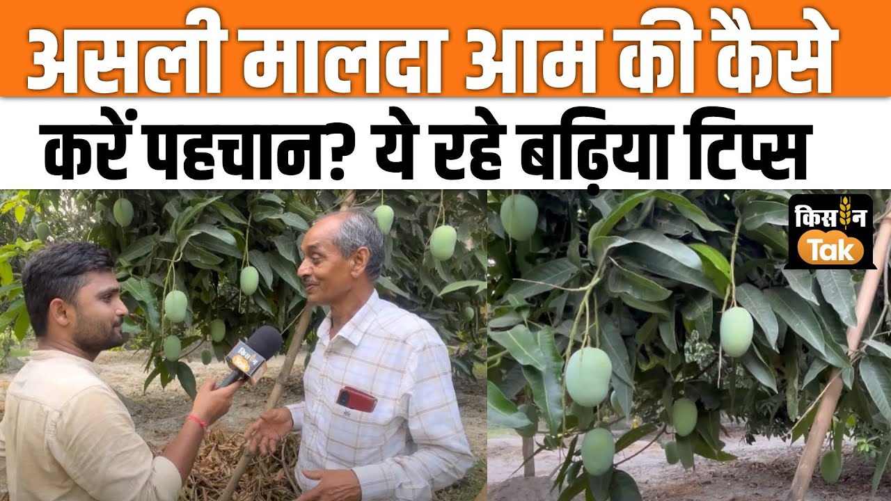 Malda Aam: ऐसे करें असली मालदा आम की पहचान क्या है, किसान ने बताई Tricks  #mangofarming #tips