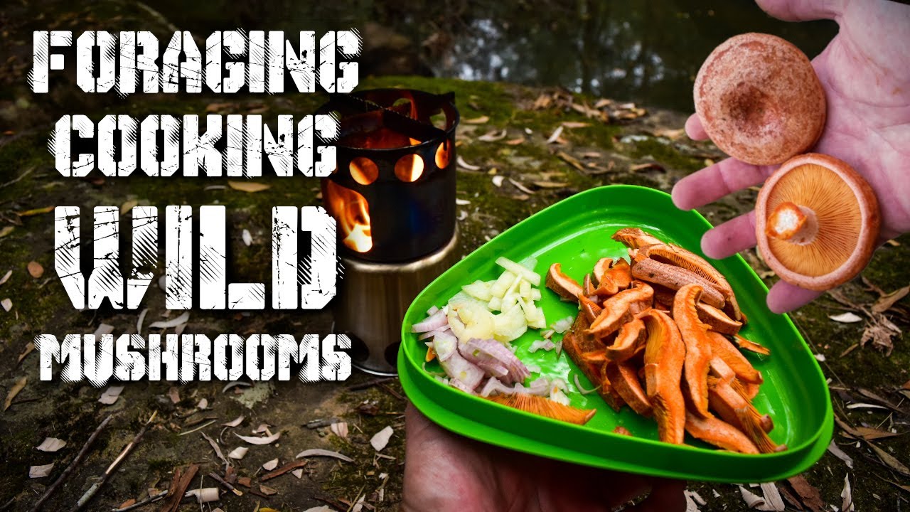 Cooking and Foraging WILD mushrooms - Saffron Milk Cap Mushroom