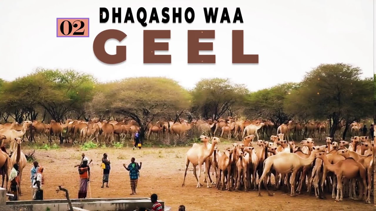 Dhaqasho Waa Geel 2 (1447.07.30 | 2026.01.19) - Idaacadda al-Furqaan
