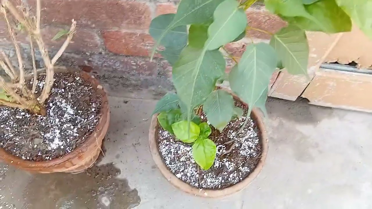 Daily Plant Vlog: How I Water, Check for Pests & Keep My Urban Jungle Happy