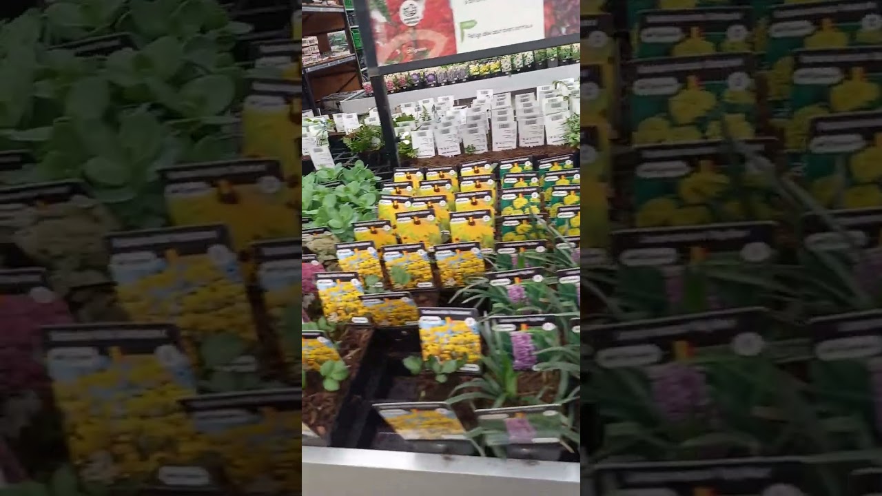 Обзор цветочного магазина #цветы #растения #сад#дача #plants #plantlover 