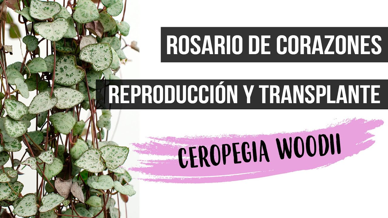 CUIDADOS Y REPRODUCCION DE LA CEROPEGIA WOODII-ROSARIO DE CORAZONES
