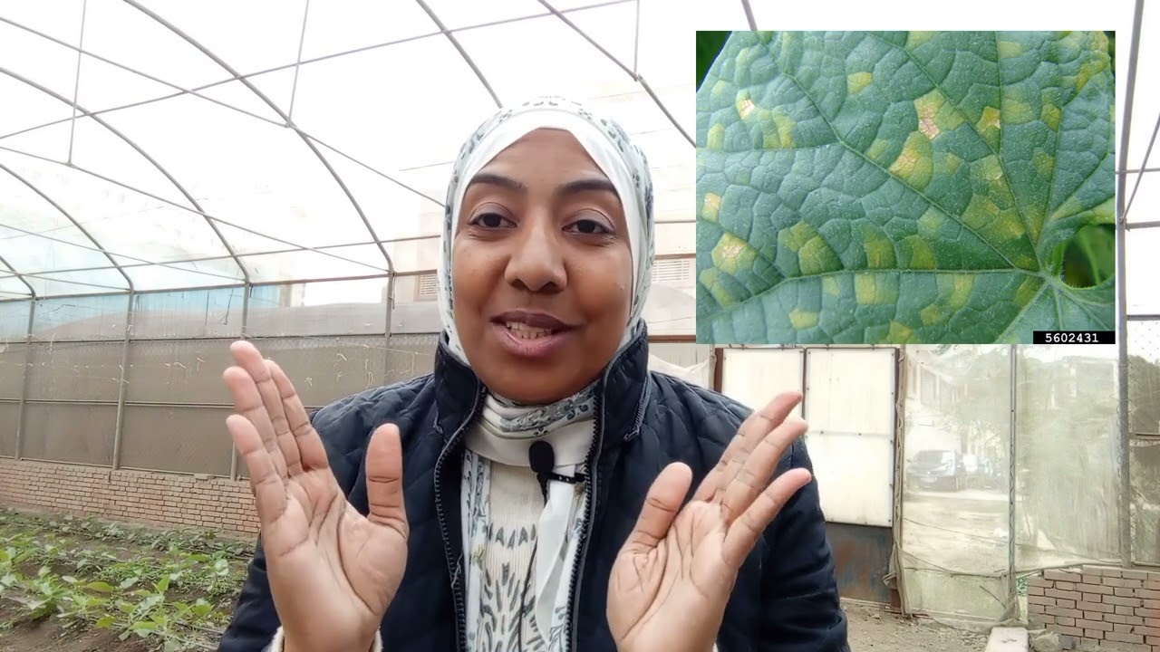 أهمية التهوية في الصوب خاصة خلال الايام الباردة