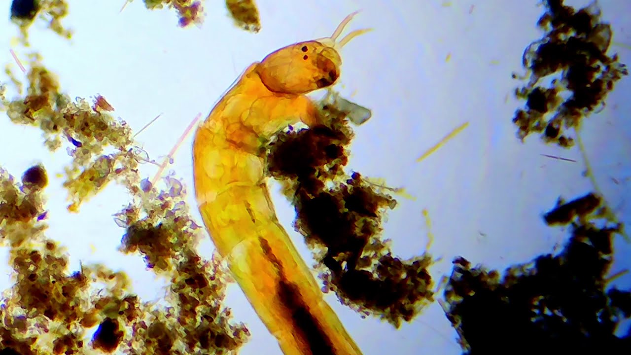 Microscopic animal 100x magnification