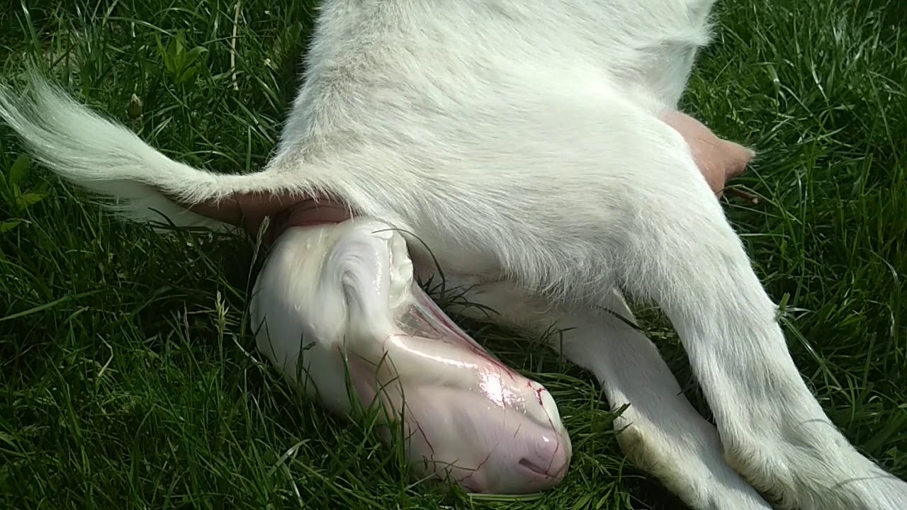 Por&oacute;d u kozy saaneńskiej.