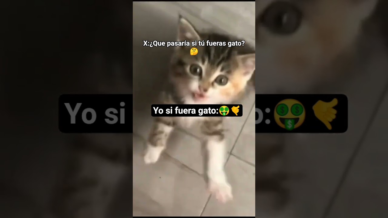 QUIEN DIJO CHELAS PASAME UNAS FRÍAS 🗣️🔥🔥🔥