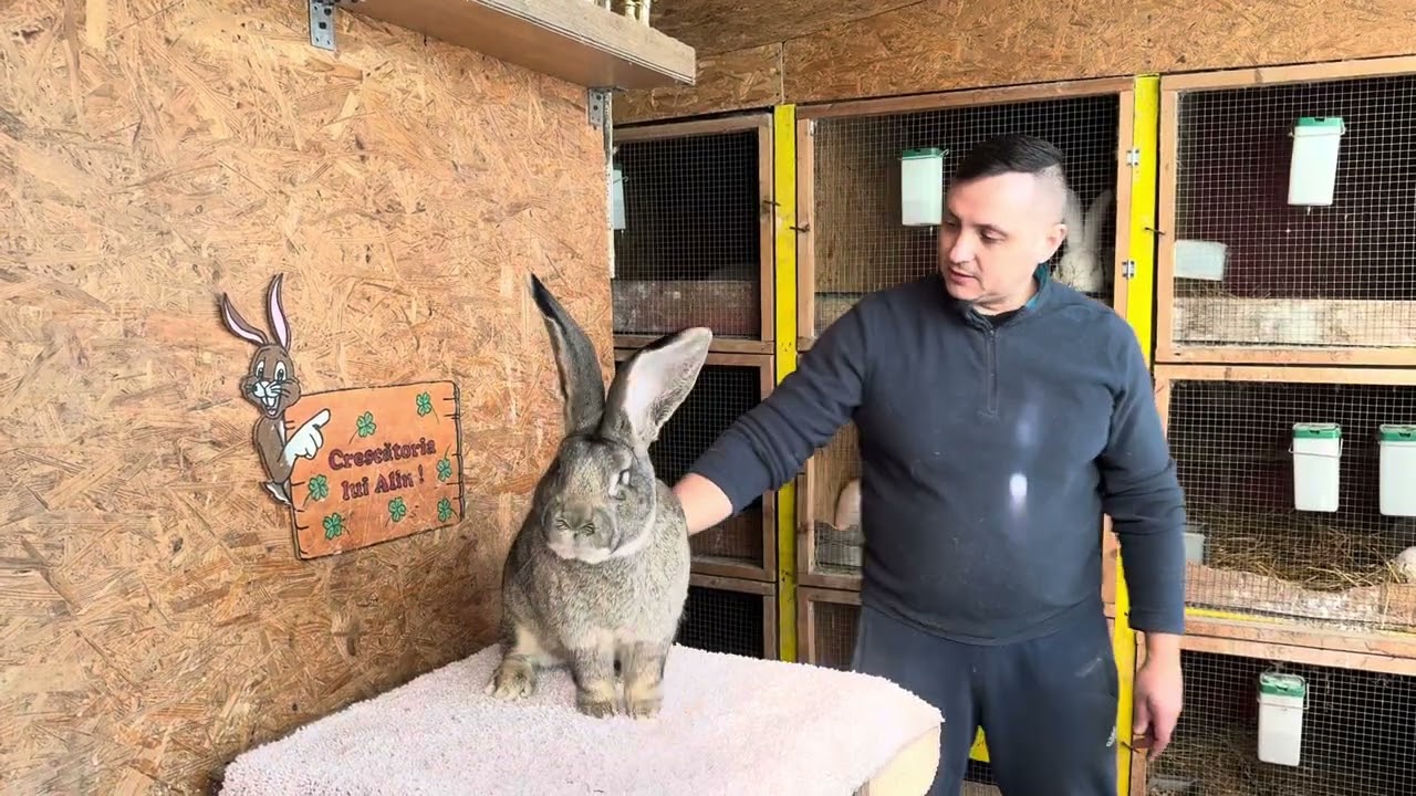 Iepuri Uriaș German Gri la Alin Margau #rabbit #hobby #bunny #iepuri #animals #farming #foryou #fyp