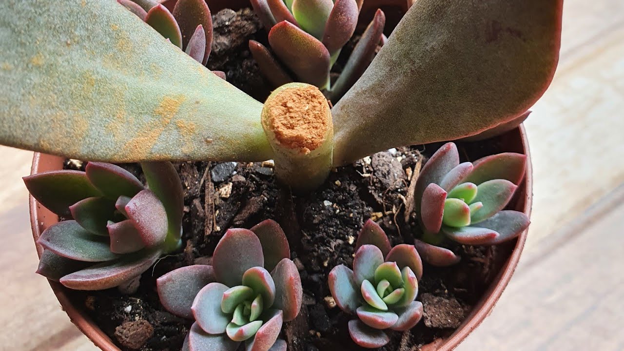 Como fazer mudas das hastes florais das Suculentas, como saber se é haste floral ou haste de mudas.