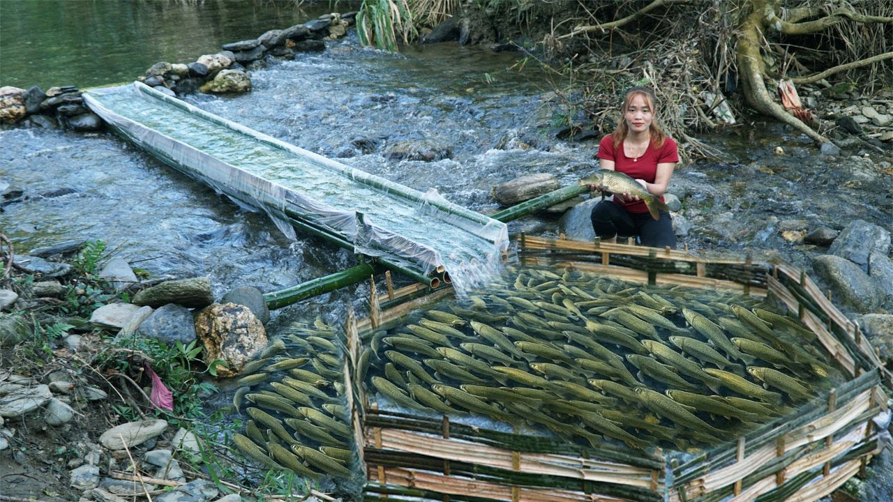 How To Trap Fish With Bamboo Simple And Most Effective / Harvesting A Lot Of Big Fish.