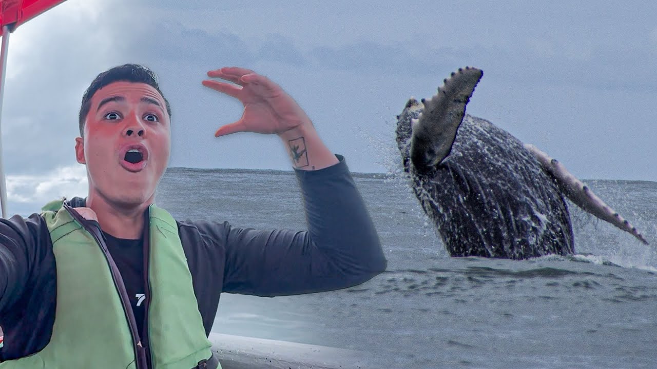 Avistamiento de Ballenas Jorobadas en Colombia 🌊🐋 | P.N.N  Bahía Málaga, Pacífico | El viajeroADN