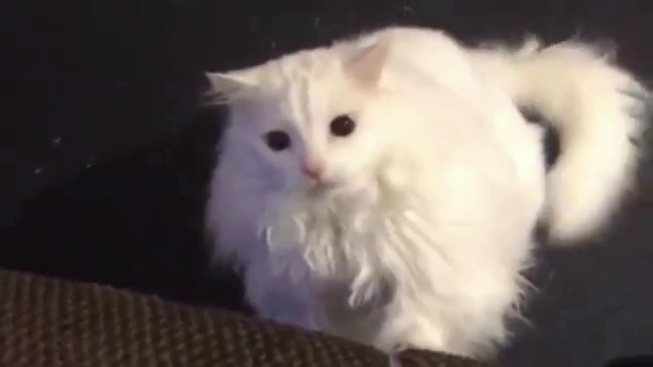 The Shrimp King, has been angered