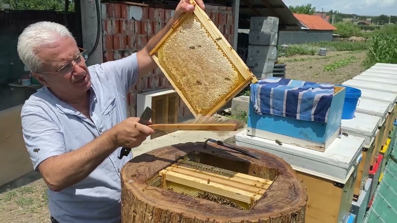 Vjelja e mjaltës nga zgjoi i trungut të gështenjës (Pjesa 3)