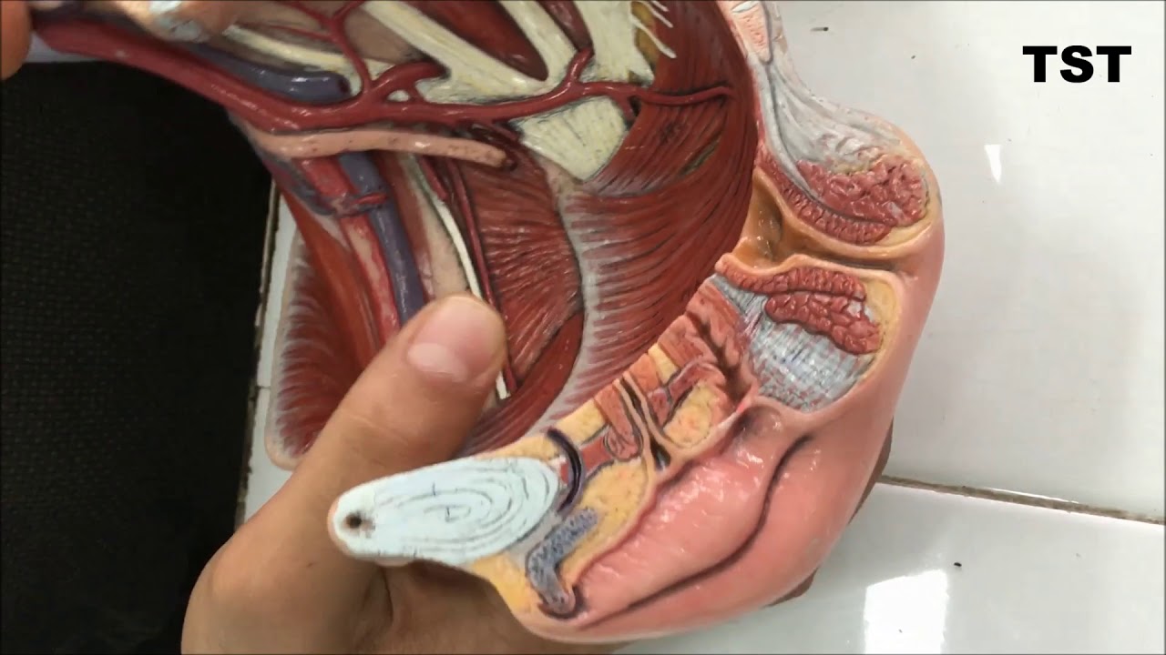 Pelvis ve Perine Anatomisi