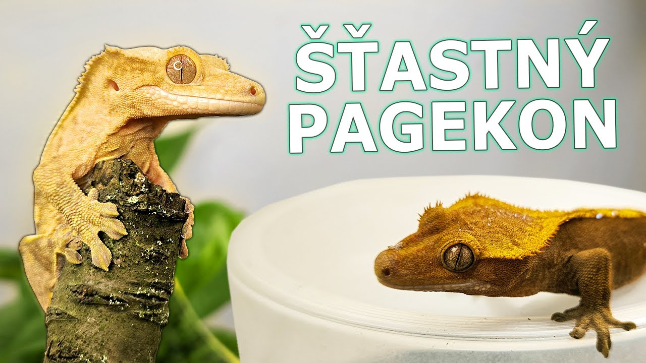 Pagekon řasnatý a jeho chov.