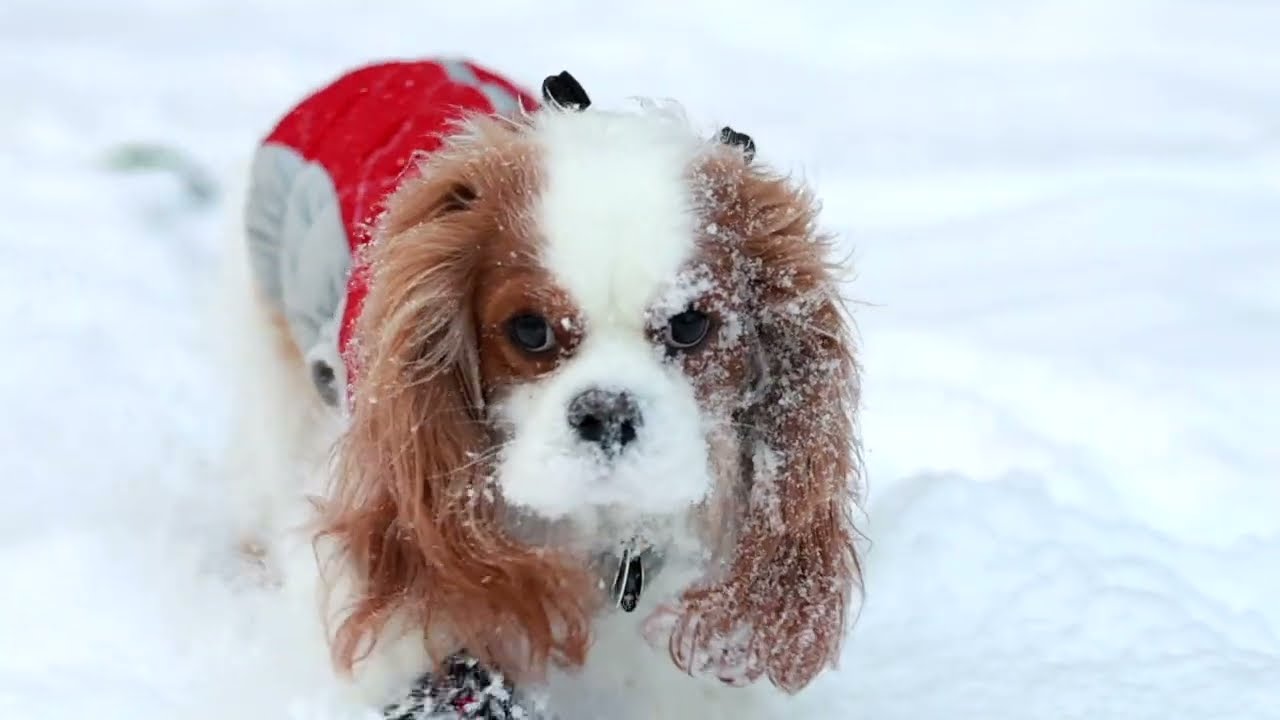 Charlie loves the snow