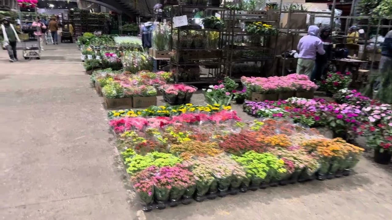 Box das plantas mais baratas de S&atilde;o Paulo 