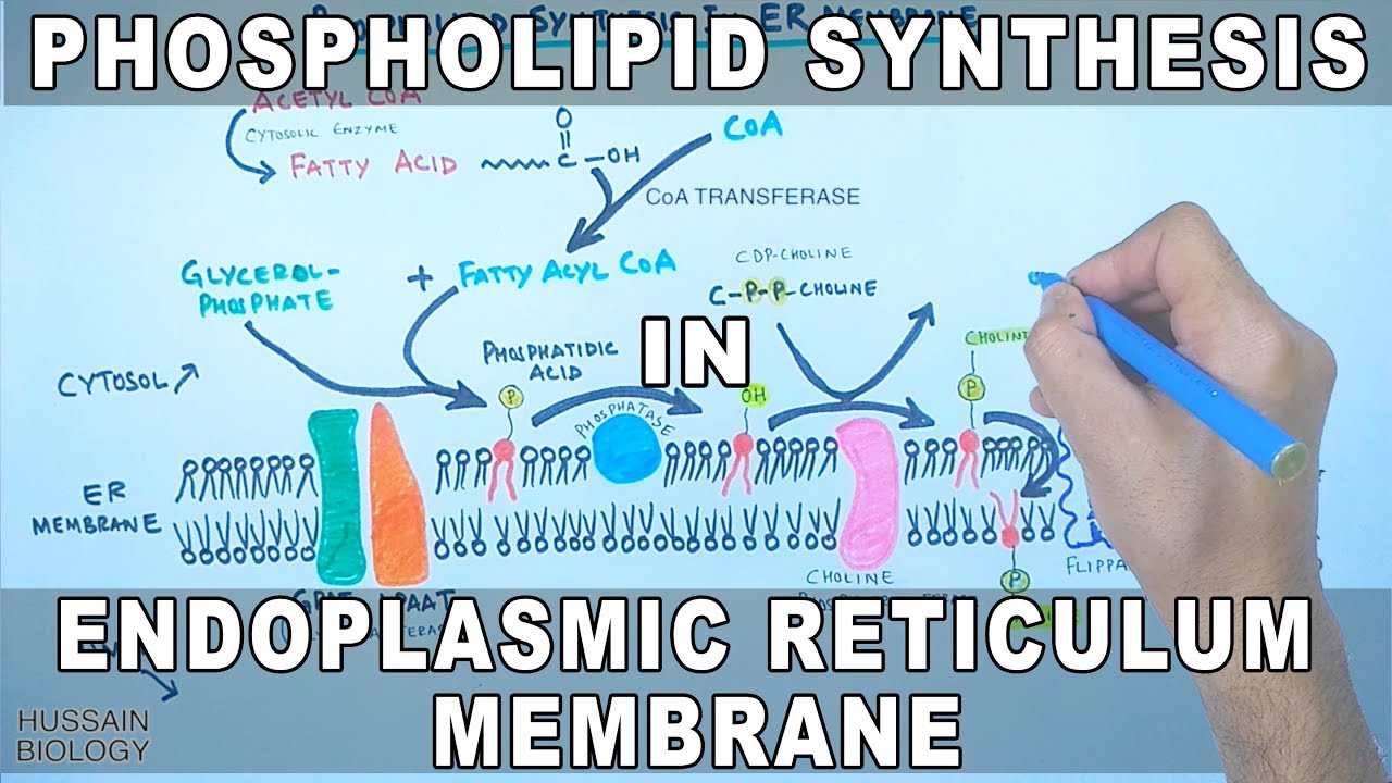Phospholipid Synthesis in Endoplasmic Reticulum Membrane
